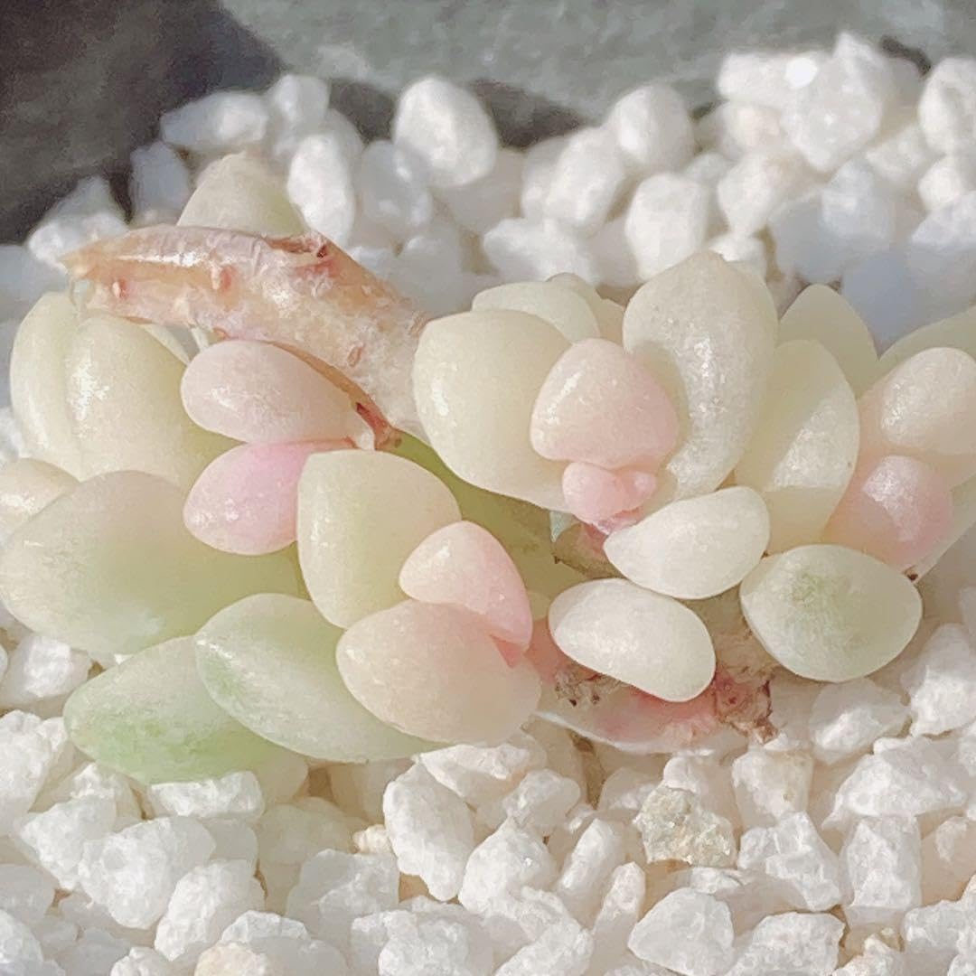 Amazon.co.jp: 123 Succulent Plants Milinae Nishiki Final Beautiful